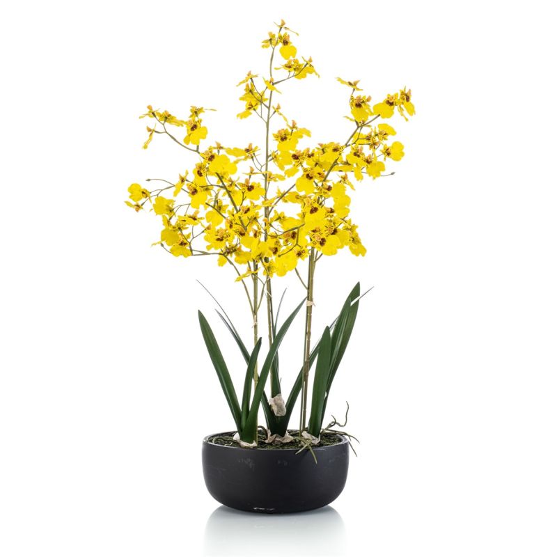 Oncidium orchid yellow in pot 68cm