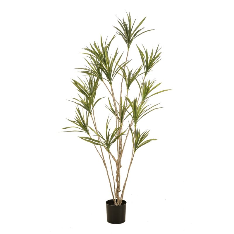 Dracaena multitrunk plant x14 180cm