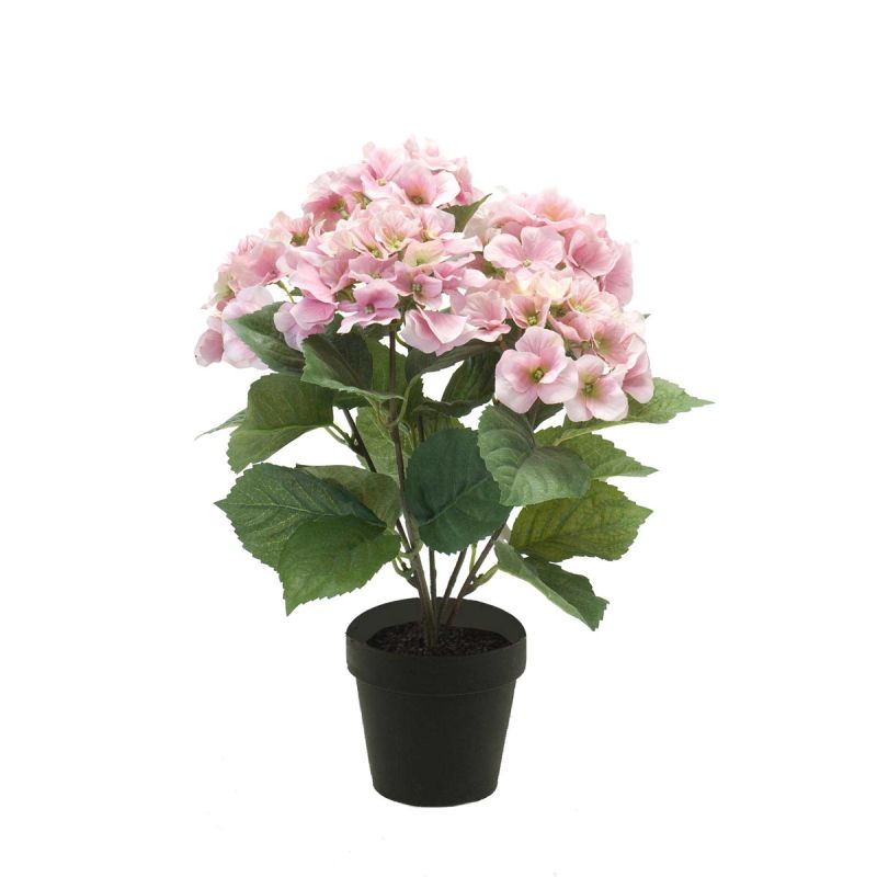 Hydrangea bush pink 40cm in black pot