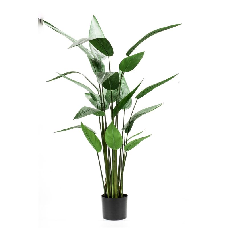 Heliconia plant 125cm