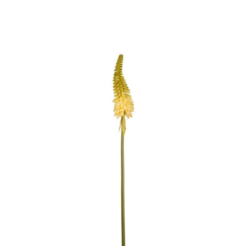 Kniphofia spray yellow 85cm