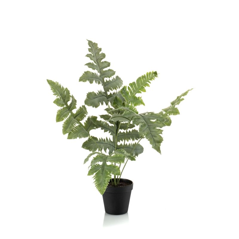 Phlebodium bush green 60cm in black pot