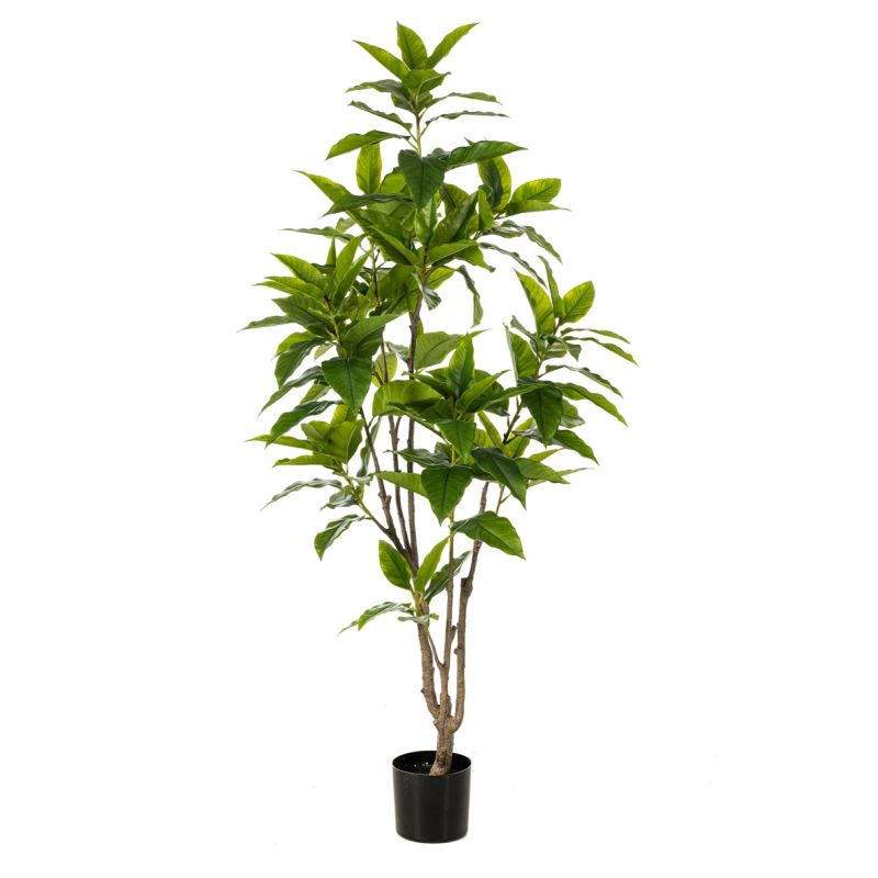 Ficus longifolia tree 180cm