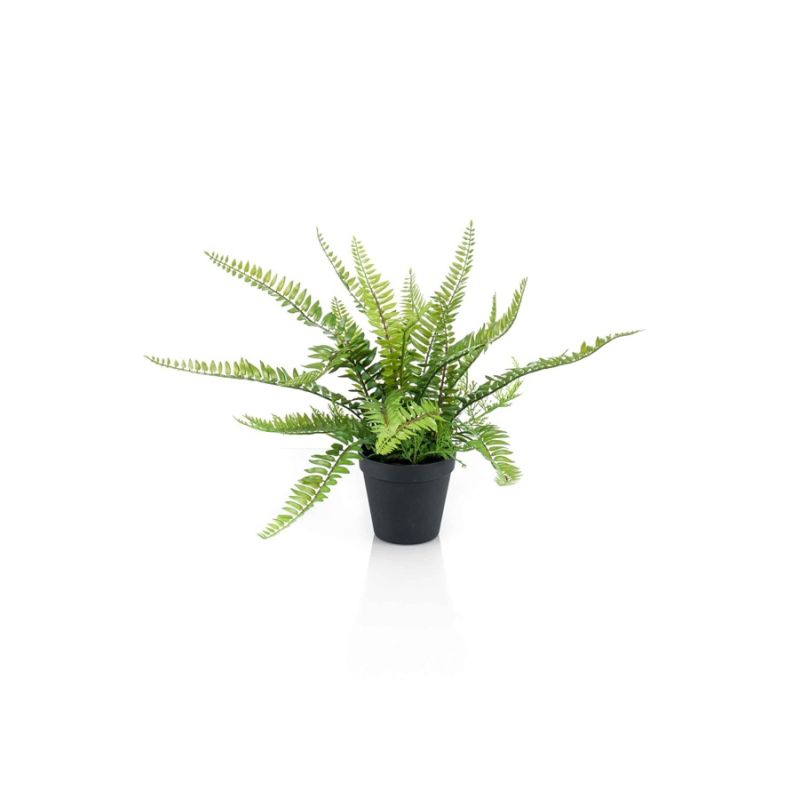 Fern bush in pot 35cm