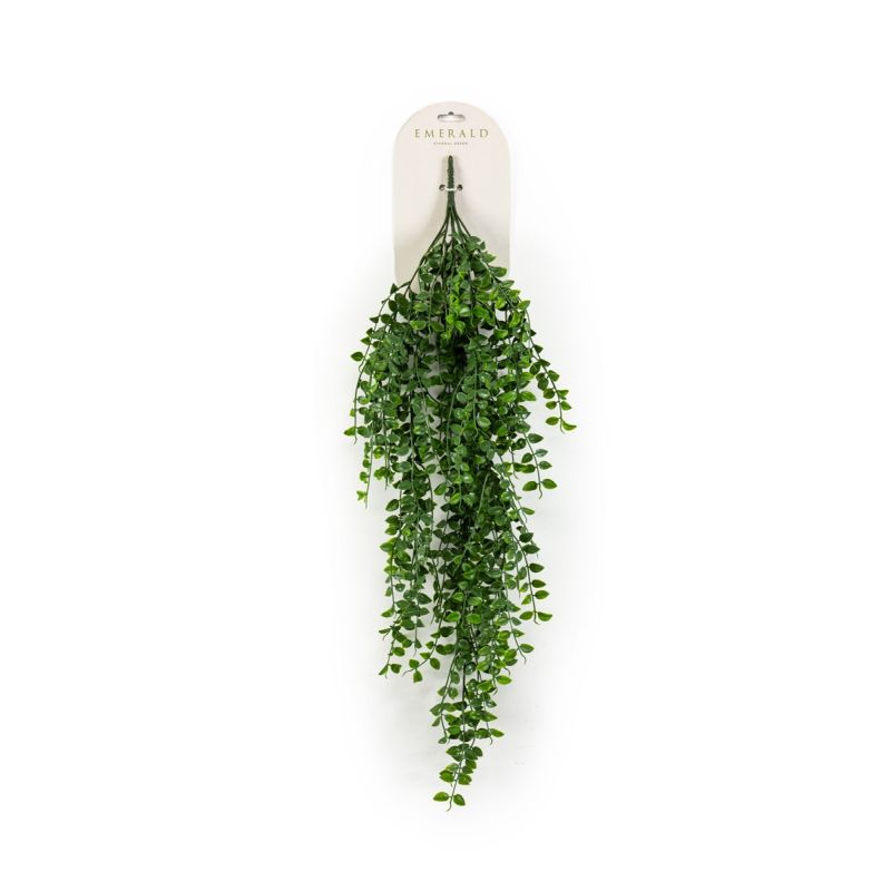 Ficus pumila hanging bush 80cm