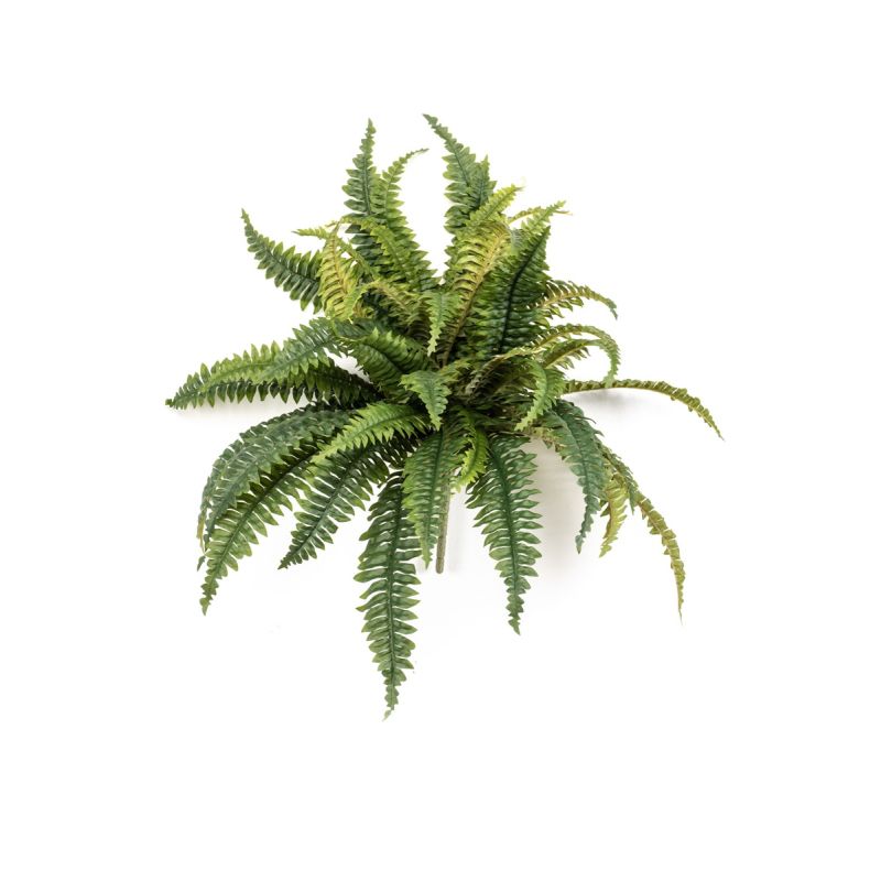 Fern boston bush 45cm