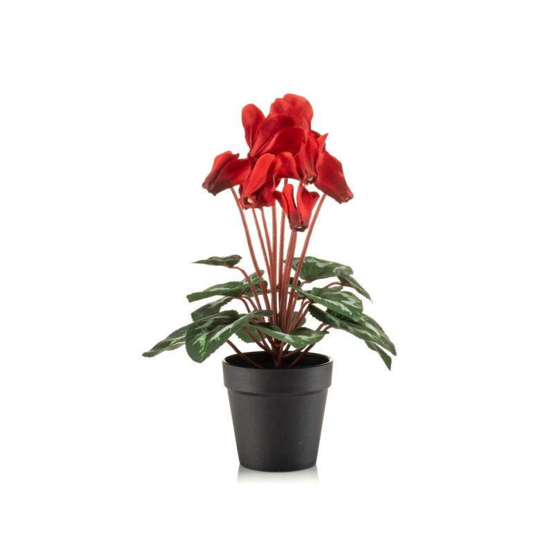 Cyclamen bush red 30cm in black pot