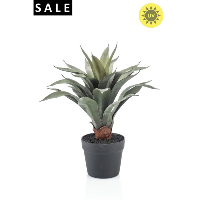 Agave plant UV in black pot 45cm