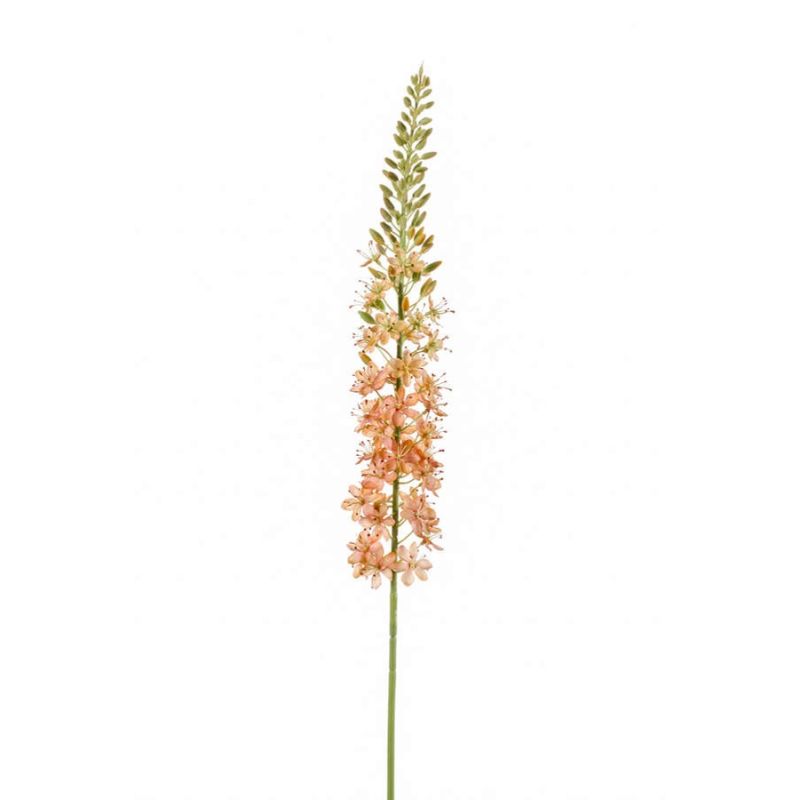 Eremurus spray peach 105cm