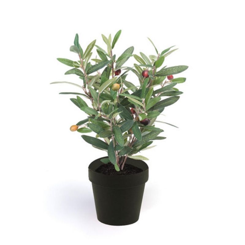 Olive bush green 40cm in black pot