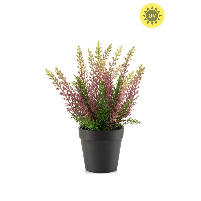 Erica bush UV purple 29cm in black pot