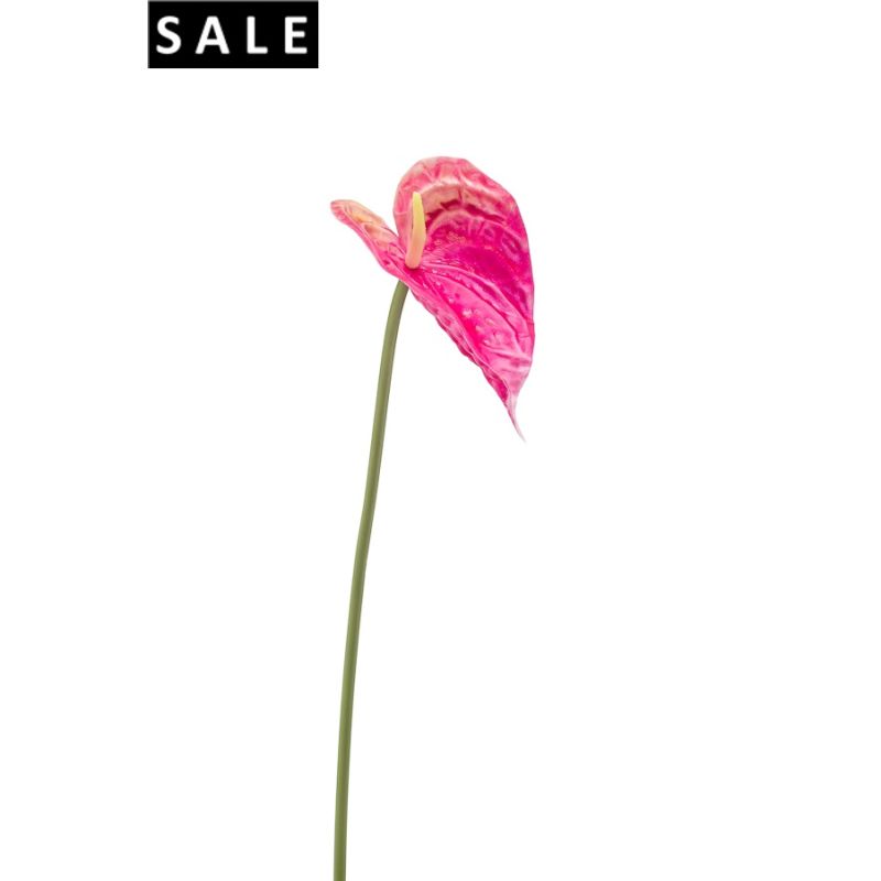 Anthurium stem foam beauty 50cm