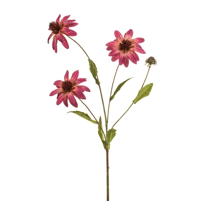 Rudbeckia spray beauty 70cm