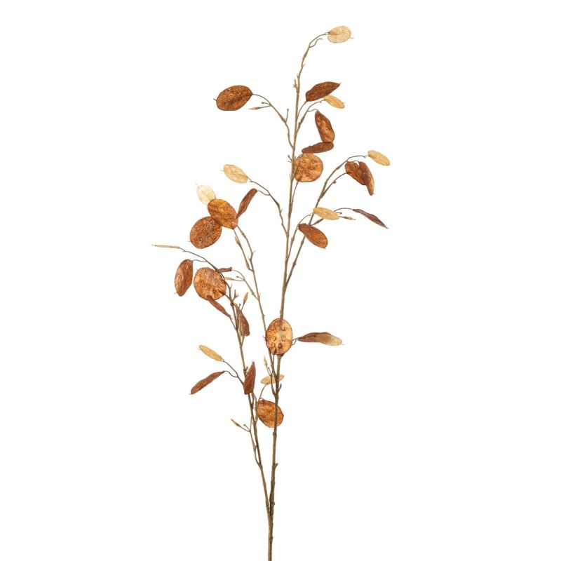Lunaria spray brown 120cm