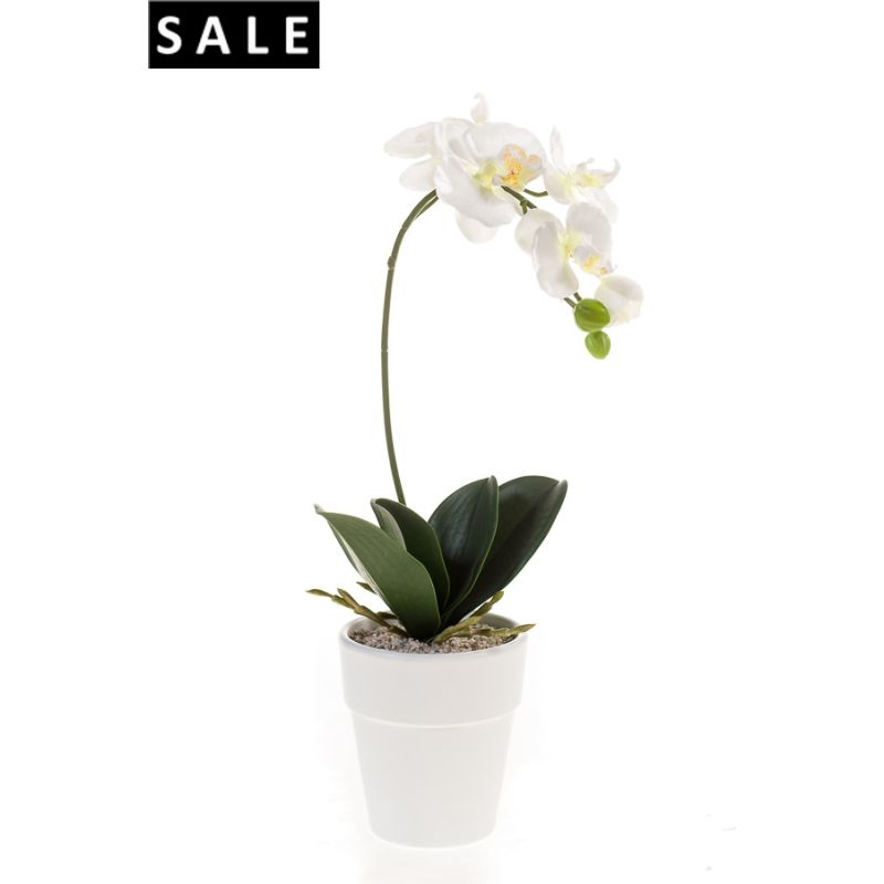 Phalaenopsis bush white 50cm in white pot