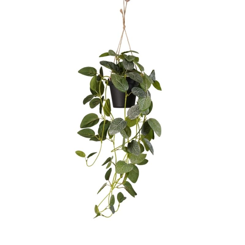 Fittonia hanging bush green/white in pot 70cm