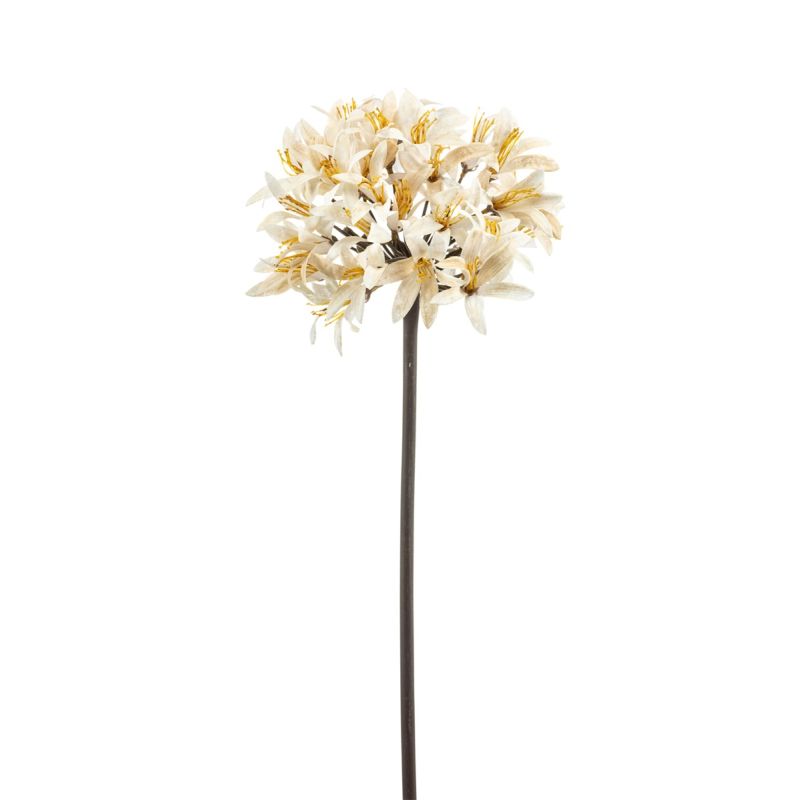 Agapanthus spray cream 70cm