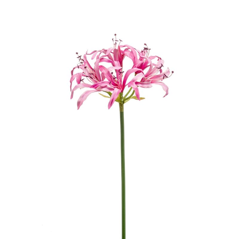 Nerine spray pink 75cm