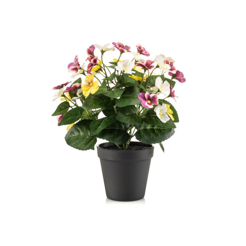 Pansy bush white/purple/yellow 29cm in black pot