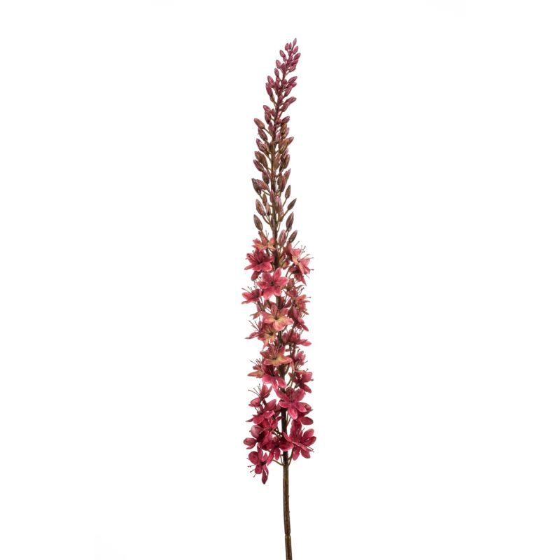 Eremurus spray burgundy 109cm