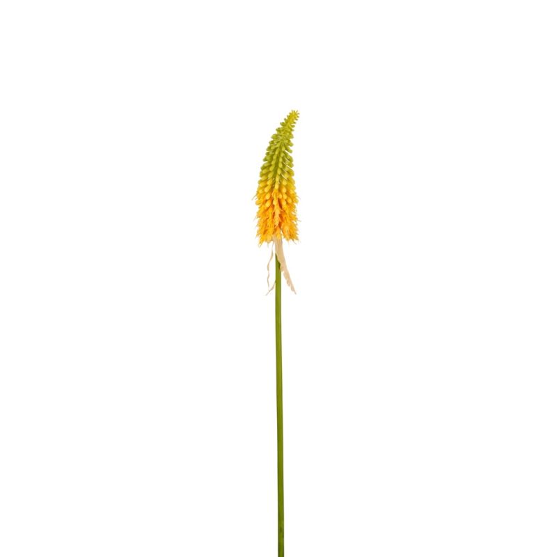 Kniphofia spray yellow  80cm