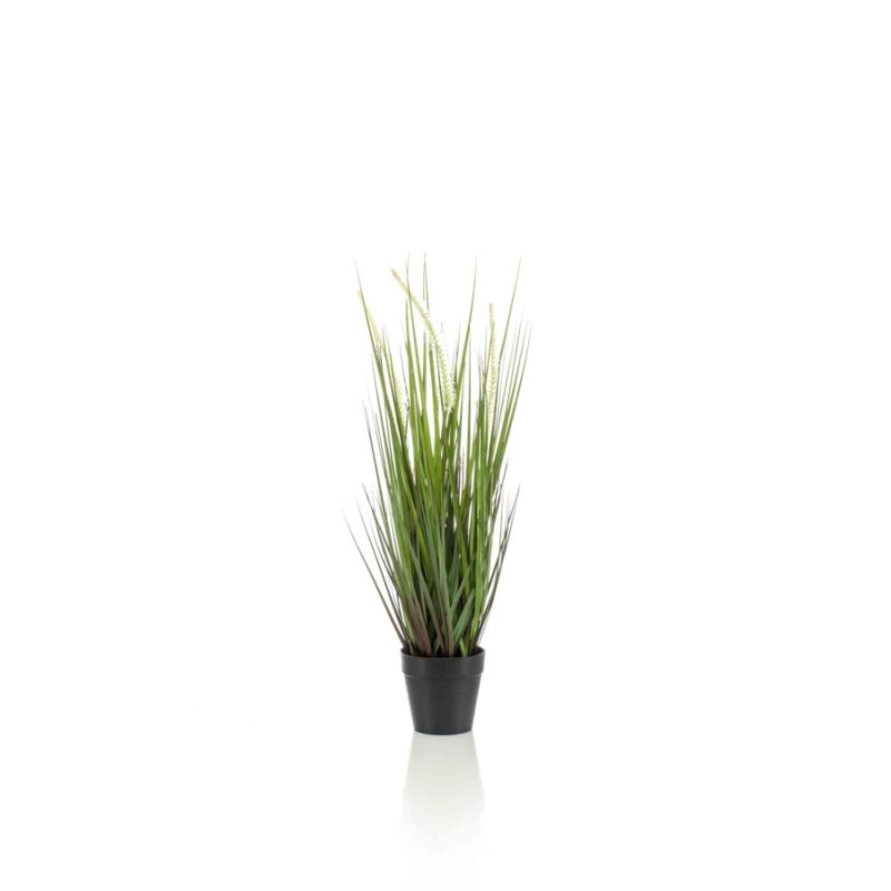 Grass alopecurus 53cm