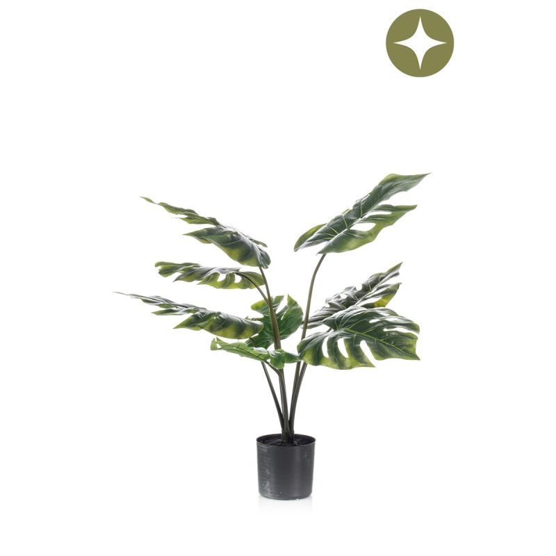 Monstera plant 60cm