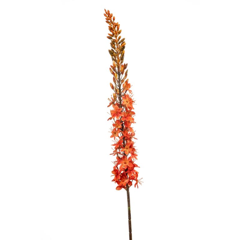Eremurus spray orange109cm