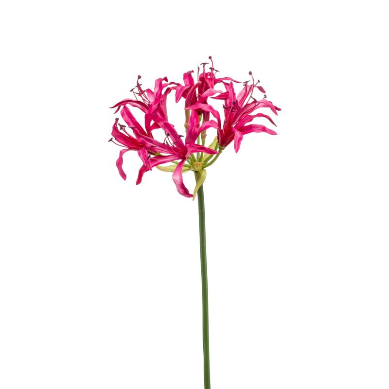 Nerine spray beauty 75cm