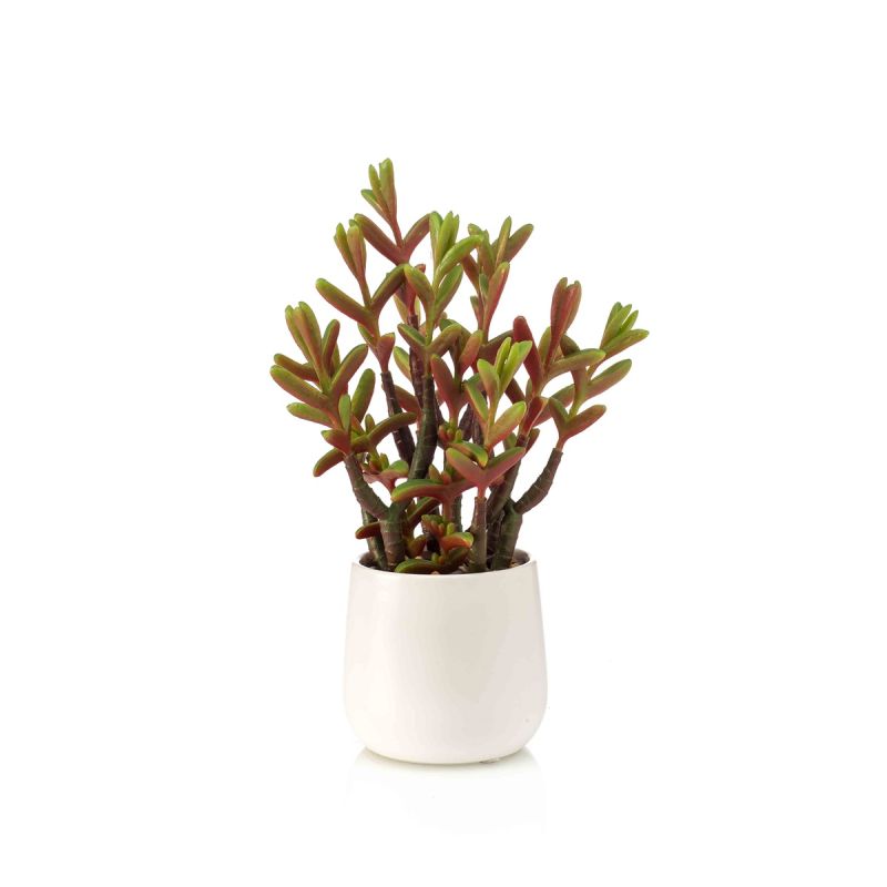 Sedum green/red in white pot 27cm