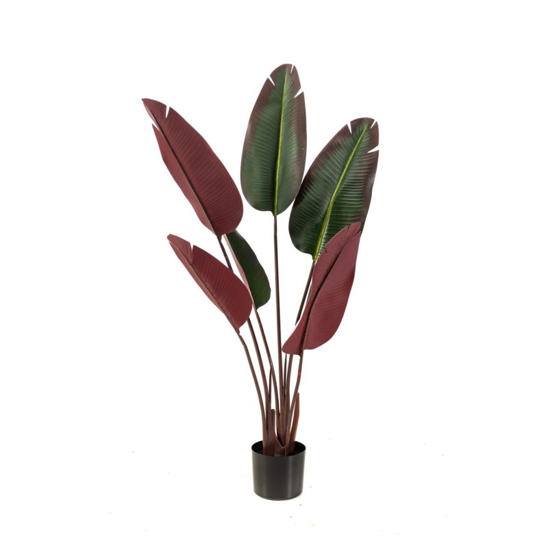 Strelitzia plant burgundy 120cm (knock down packing)