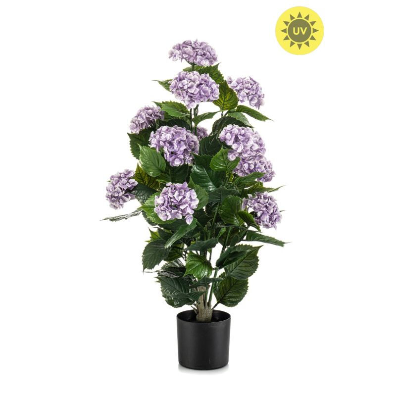 Hydrangea purple UV in pot 90cm