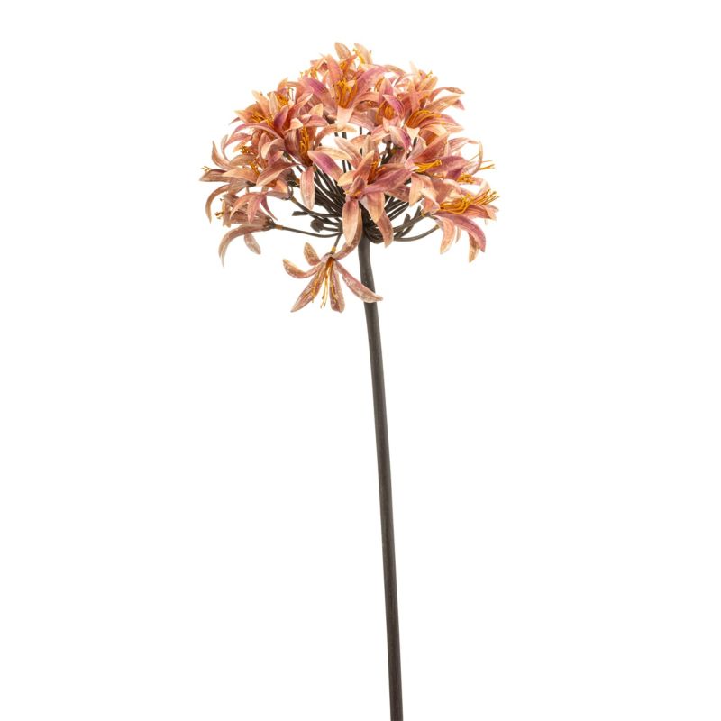 Agapanthus spray pink 70cm