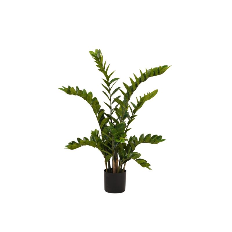 Zamioculcas plant 110cm