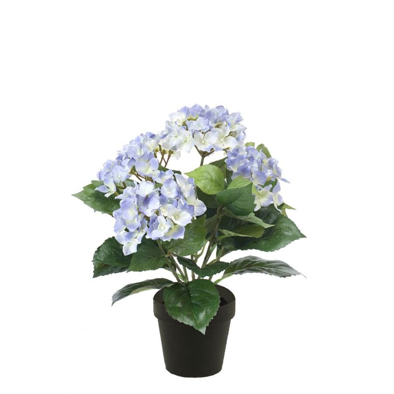 Hydrangea bush lt blue 40cm in black pot