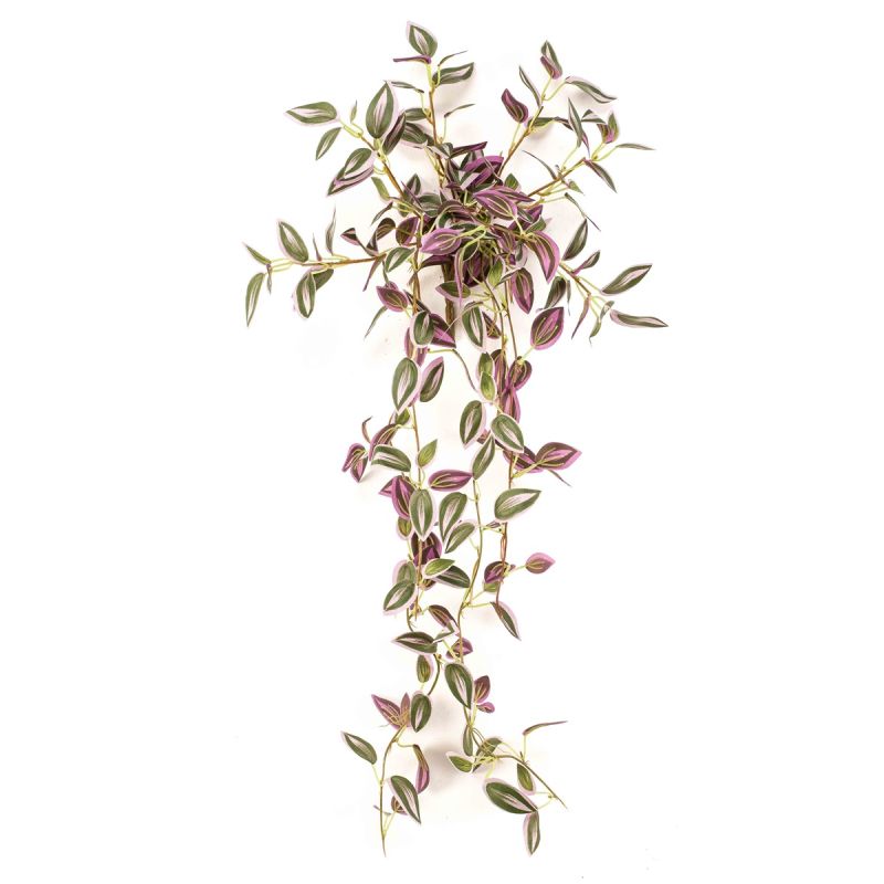 Tradescantia hanging bush green/purple 70cm