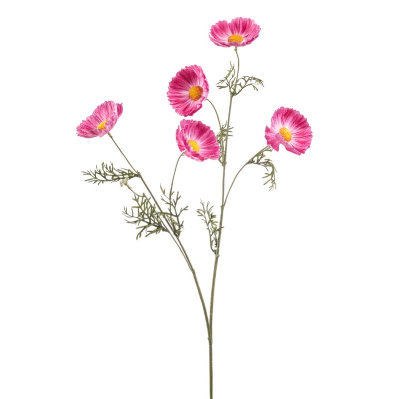 Cosmos spray pink 70cm