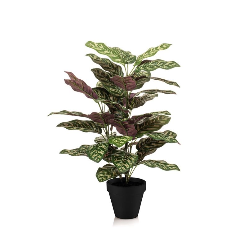 Calathea bush 65cm in pot