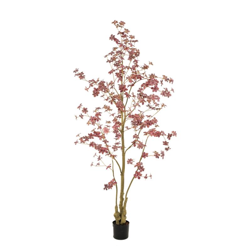 Tropaeolum plant burgundy 210cm (knock down packing)