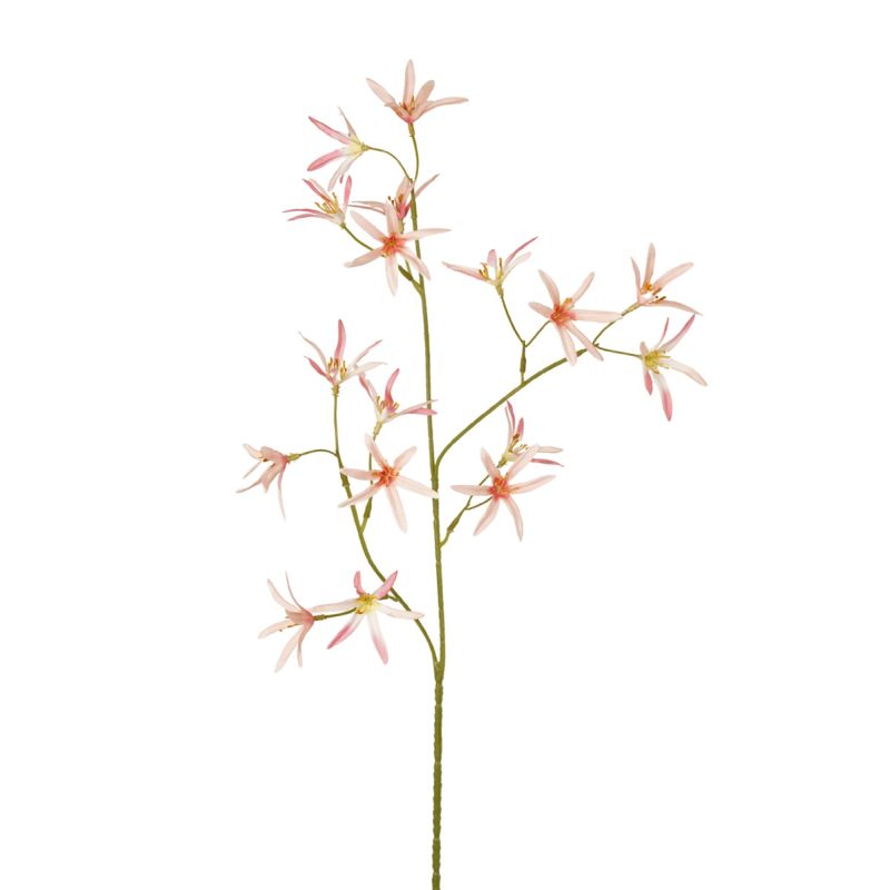 Tweedia spray lt pink 70cm