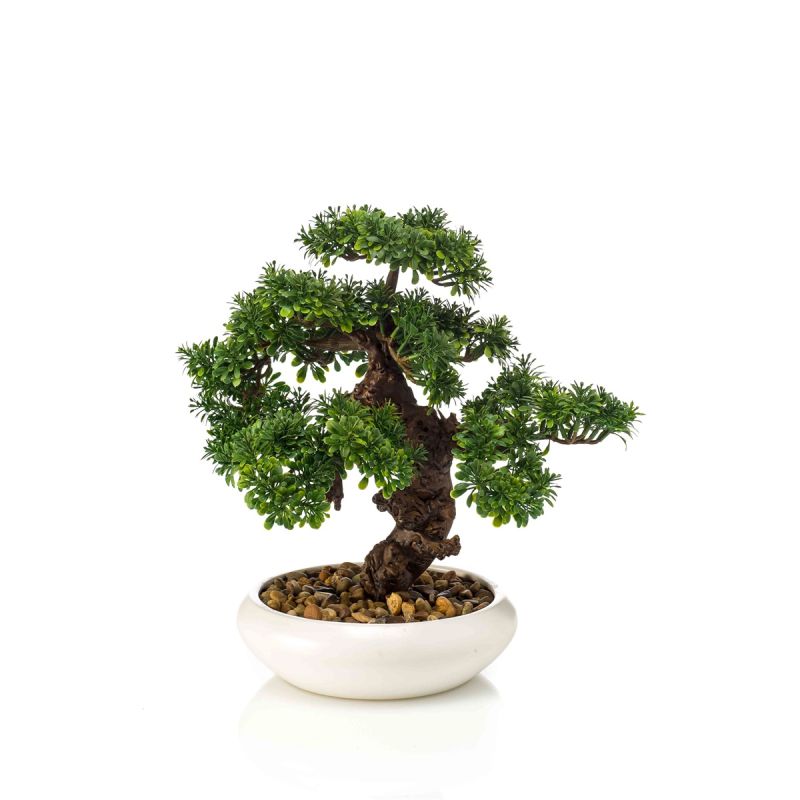 Ficus mini bonsai in bowl 37cm