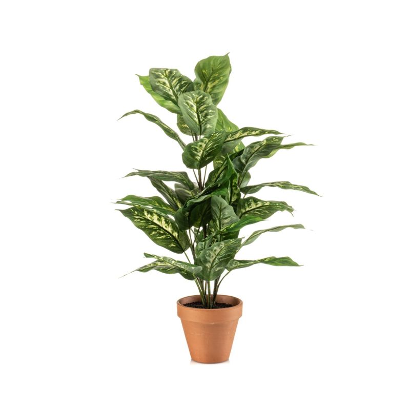 Dieffenbachia bush 65cm in tc pot