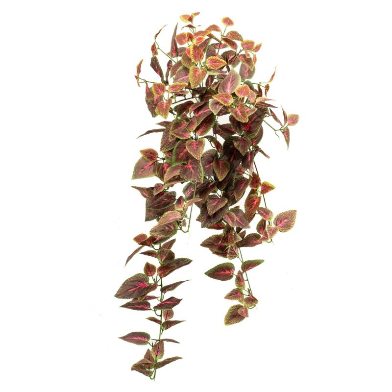 Coleus hanging bush pink/burgundy 70cm
