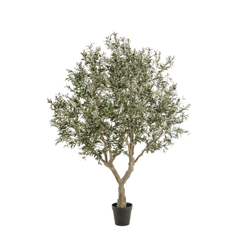 Olive tree 250cm (knock-down packing)