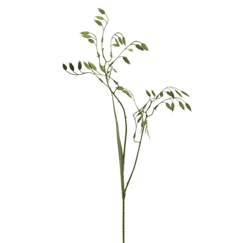 Chasmanthium spray green 75cm