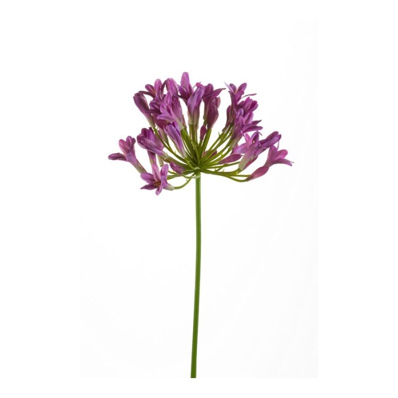 Agapanthus spray lt purple 75cm