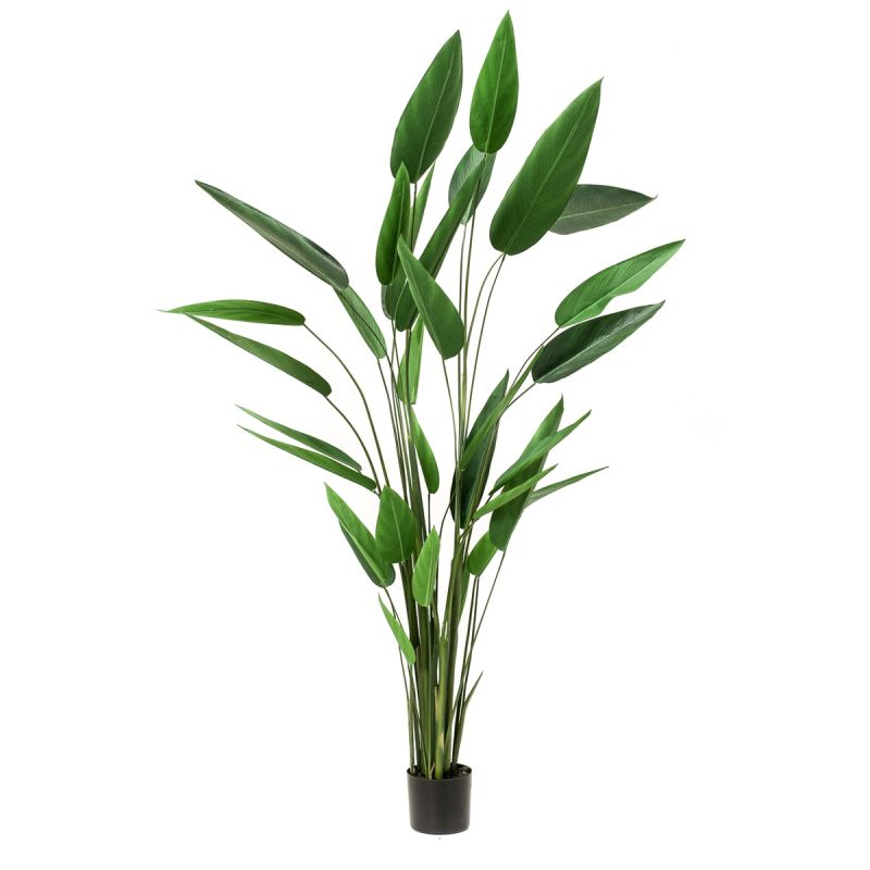 Heliconia plant 220cm (3lvs knock down packing)