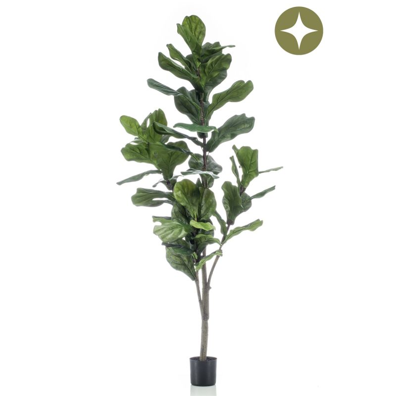 Ficus lyrata tree 150cm