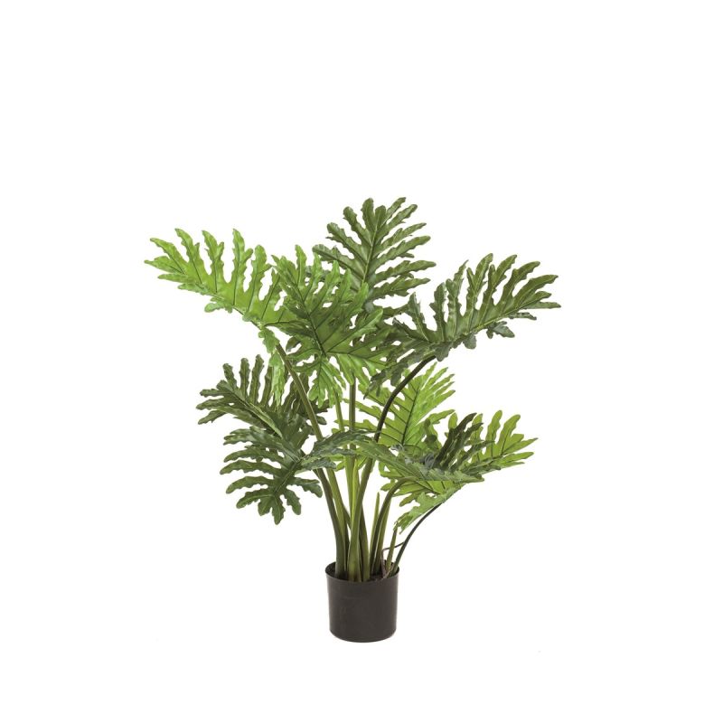 Philodendron selloum plant 80cm