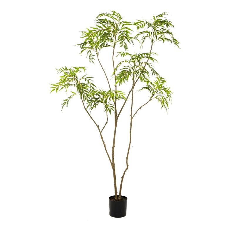 Mahonia forunei tree 210cm (knock down packing)